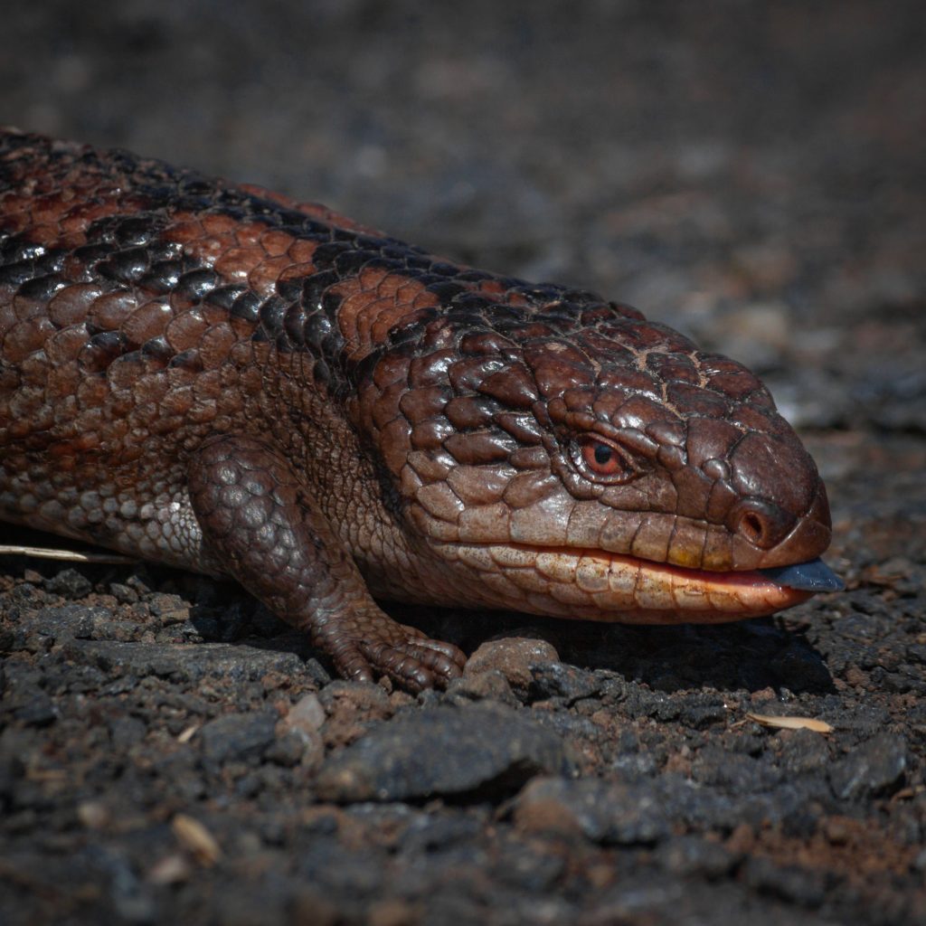 Blue Tongued Skink